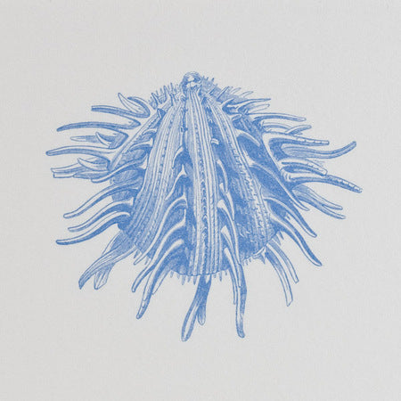 Shell Note Pad (#5)– The Printery / Oyster Bay